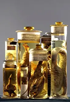 Marine specimens