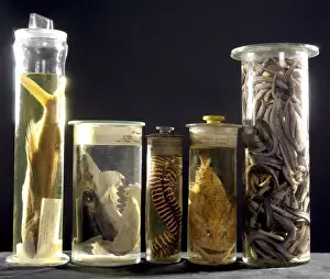 Marine specimens