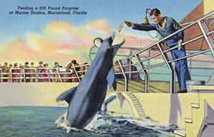 Feed Gallery: Marine Studios, Marineland, Florida, USA