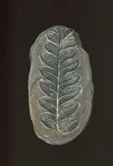 Images Dated 27th July 2018: Mariopteris muricata, seed fern