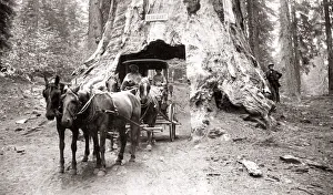 Mariposa Grove, sequoia grove, Wawona, California