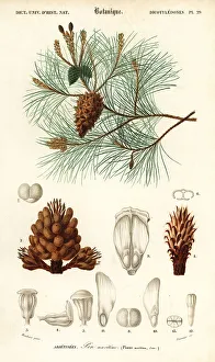 Cone Prints: Maritime pine or cluster pine, Pinus pinaster