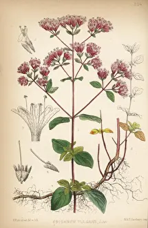 Vulgare Prints: Marjoram or organy, Origanum vulgare