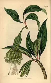 Markea viridiflora