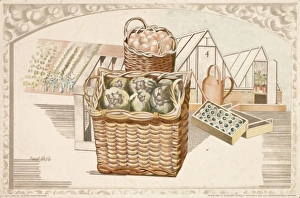 Allotment Collection: Market garden produce