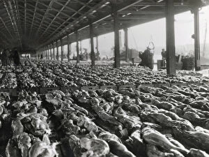 Caught Collection: A market of line caught halibut fish at Aberdeen Fish Market, Scotland. Date: 1950s