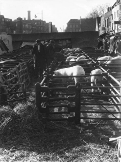 Market Pig Pens