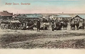 Oxen Prints: Market Square, Standerton, Transvaal, South Africa