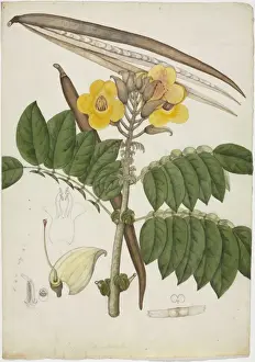 Markhamia stipulata