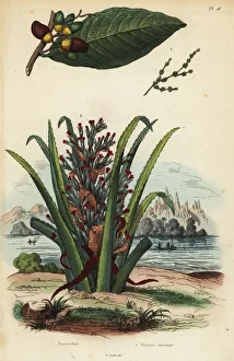 Penguin Gallery: Marking nut and pinuela fruit