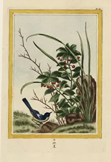 Enluminee Gallery: Marlberry, Ardisia japonica