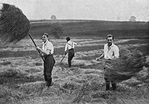 Farms Prints: Marlborough College boys making hay, WW1