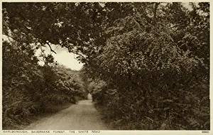 Marlborough, Wiltshire - Savernake Forest, The White Road