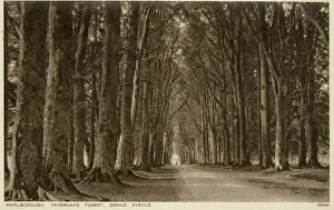 Marlborough, Wiltshire - Savernake Forest, Grand Avenue