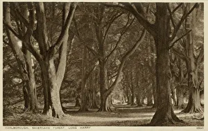 Marlborough, Wiltshire - Savernake Forest, Long Harry