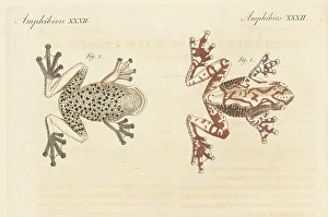 Dorsal Prints: Marmorea frog, Dendropsophus marmoratus