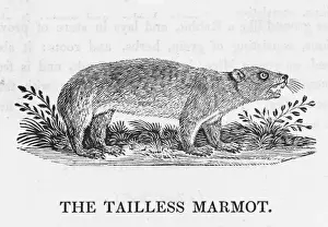 Marmota Prints: Marmot (Bewick) - 2