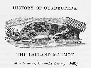 Lemming Prints: Marmot (Bewick) - 3