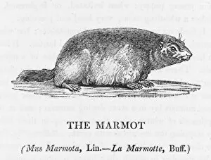 Marmot Gallery: Marmot (Bewick)