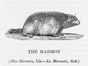 Marmota Prints: Marmot (Bewick)