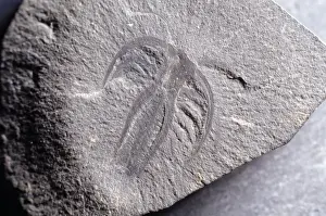Cambrian Prints: Marrella splendens, lace crab