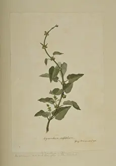 Brazil Prints: Marsdenia mollissima