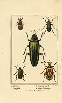 Images Dated 31st March 2020: Marsh beetle, jewel beetle, rose chafer, etc