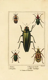 Images Dated 31st March 2020: Marsh beetle, jewel beetle, rose chafer, etc
