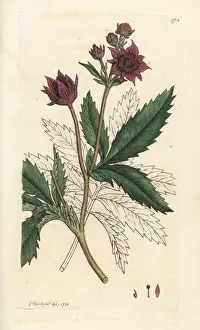 Cinquefoil Prints: Marsh cinquefoil, Comarum palustre
