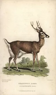 Landseer Collection: Marsh deer or guazu pucu, Blastocerus dichotomus. Vulnerable