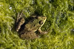 Amphibians Collection: Marsh Frog - basks in the sun