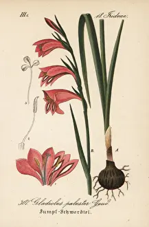 Palustris Prints: Marsh gladiolus or sword lily, Gladiolus palustris