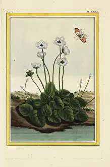 Marsh grass of Parnassus or bog-star, Parnassia palustris