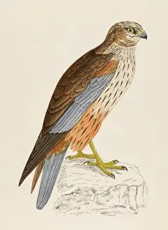 Marsh Prints: Marsh Harrier (Morris)