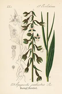 Schlechtendal Prints: Marsh helleborine, Epipactis palustris