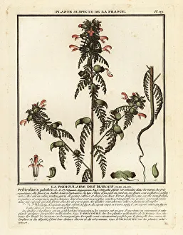 Colour Printing Prints: Marsh lousewort, Pedicularis palustris