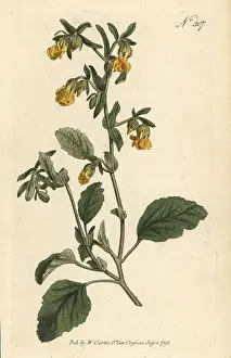 Stephen Couchman Prints: Marsh-mallow-leaved hermannia, Hermannia althaeifolia