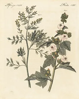 Marsh mallow and wormwood