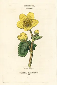 Caltha Collection: Marsh marigold, Caltha palustris