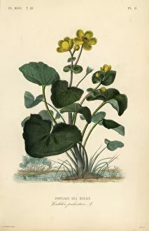 Alphonse Leon Gallery: Marsh marigold or kingcup, Caltha palustris
