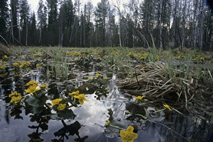 Caltha Collection: Marsh marigold / Kingcup - flowering in flooded