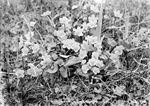 Caltha Collection: Marsh Marigolds (Caltha Palustris)