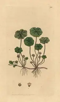 Vulgaris Prints: Marsh pennywort, Hydrocotyle vulgaris