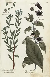 Toxic Prints: Marsh rosemary and deadly nightshade