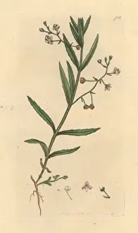 Marsh speedwell, Veronica scutellata