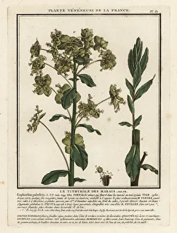Colour Printing Prints: Marsh spurge, Euphorbia palustris