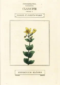 Duppa Prints: Marsh St. John s-wort, Hypericum elodes