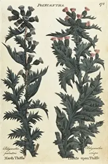 Joshuahamilton Prints: Marsh thistle and thistle upon thistle