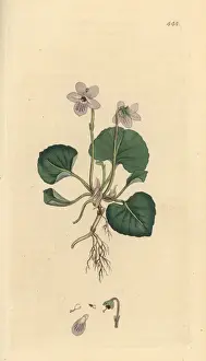 Viola Prints: Marsh violet, Viola palustris