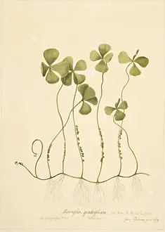 Polypodiophyta Prints: Marsilea polycarpa, waterclover